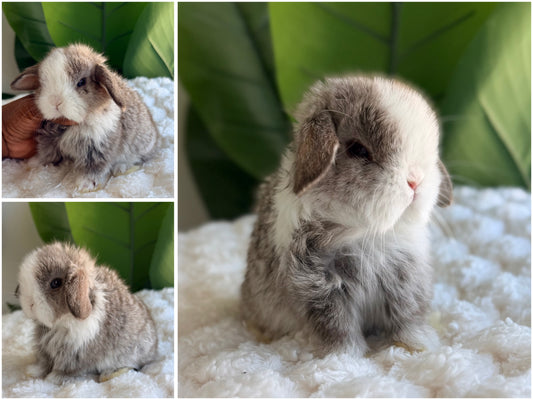Holland Lop Bunny #1