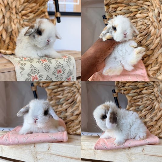Holland Lop Bunny #3