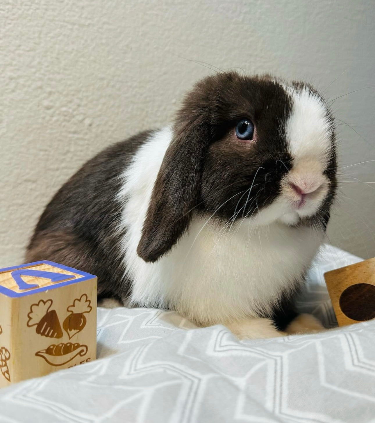Socal Thumpers Holland Lop